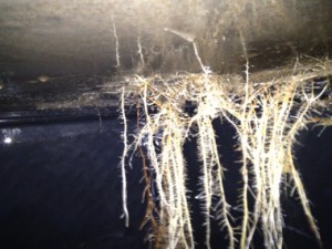 Root Infiltration of Septic Tank Gig Harbor