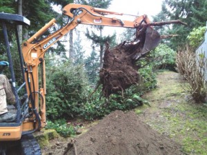 Stump Over Septic Tank Removal Gig Harbour
